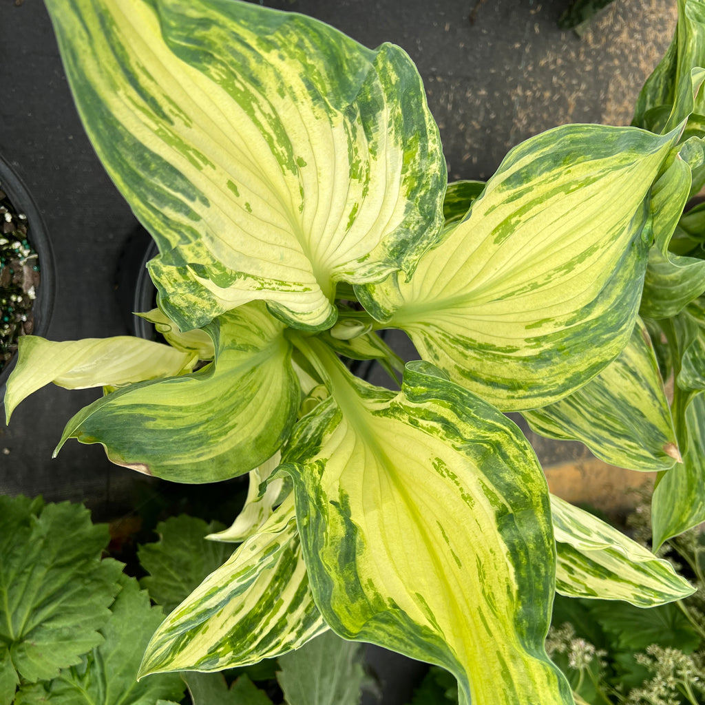 hosta FROG IN MY THROAT medium streaked misted new shade perennial = 1 Potted Garden Plant