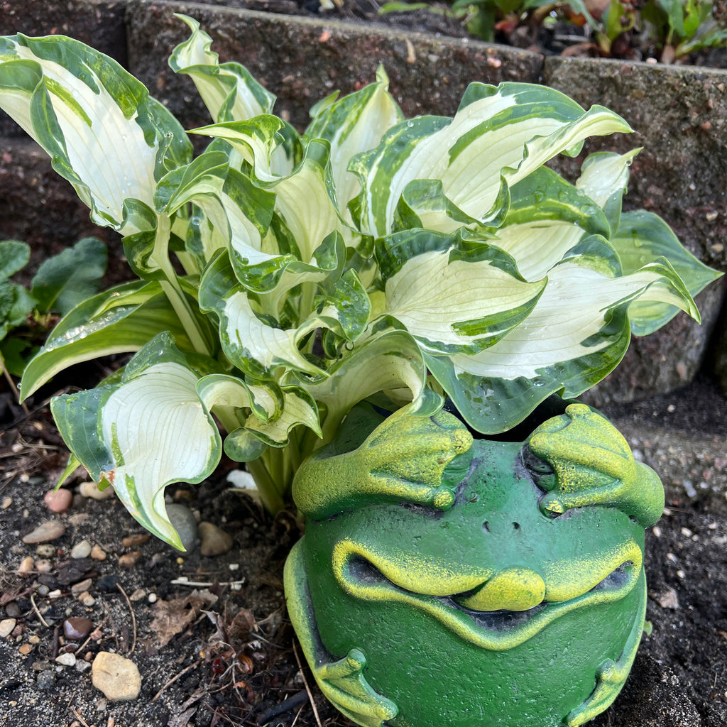 hosta FROG IN MY THROAT medium streaked misted new shade perennial = 1 Potted Garden Plant