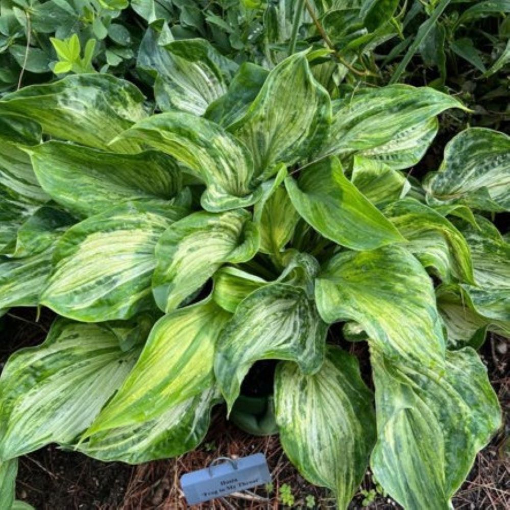 hosta FROG IN MY THROAT medium streaked misted new shade perennial = 1 Potted Garden Plant
