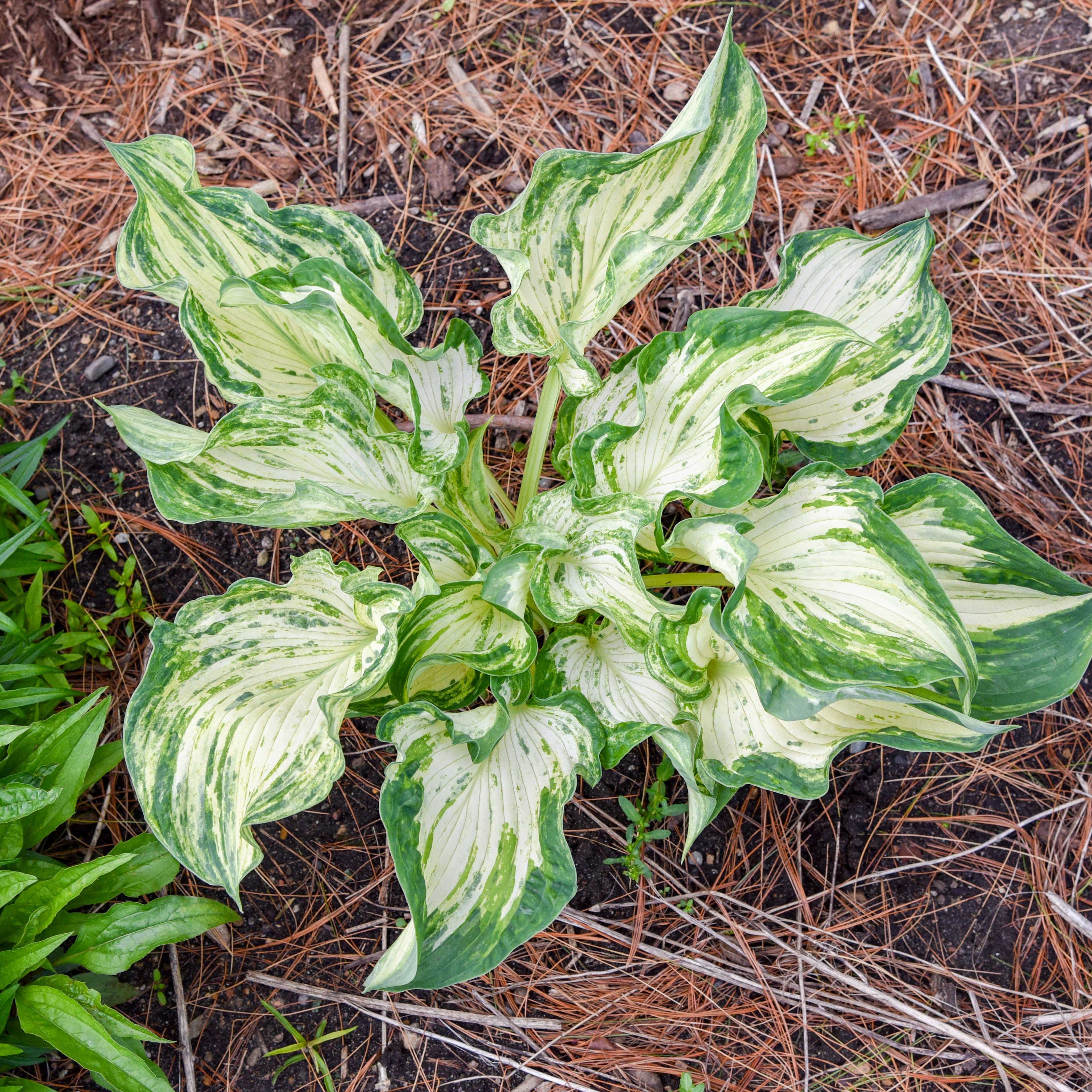 hosta FROG IN MY THROAT medium streaked misted new shade perennial = 1 Potted Garden Plant