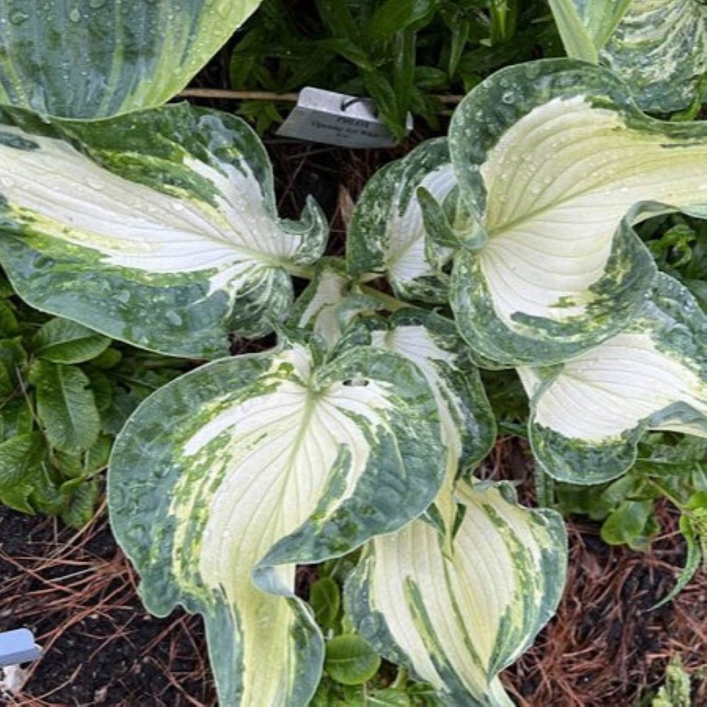 hosta FROG IN MY THROAT medium streaked misted new shade perennial = 1 Potted Garden Plant