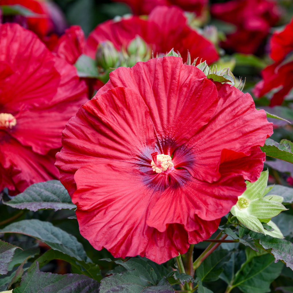 hibiscus GARNET GLOBES huge flowers compact hardy perennial = 1 Potted Garden Plant