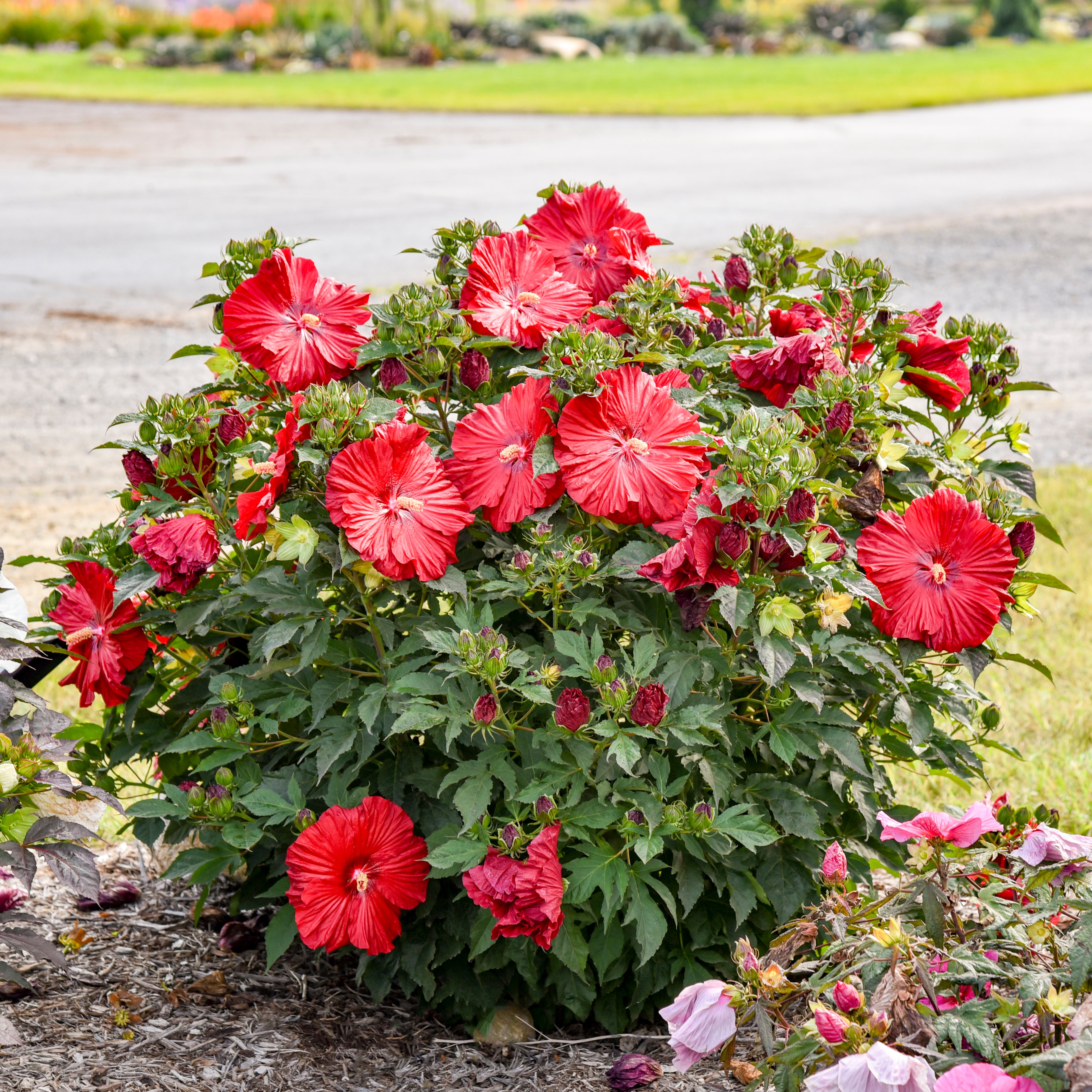 hibiscus GARNET GLOBES huge flowers compact hardy perennial = 1 Potted Garden Plant