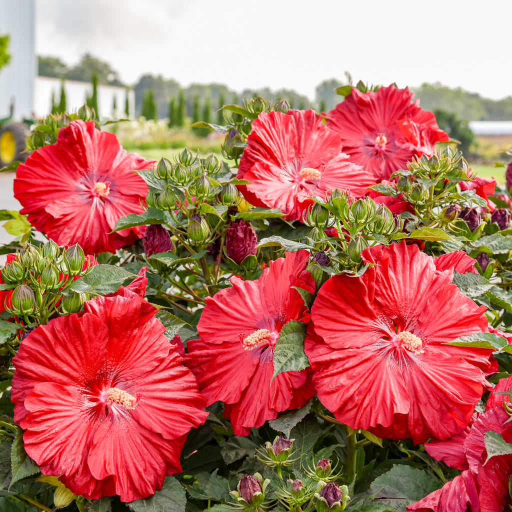 hibiscus GARNET GLOBES huge flowers compact hardy perennial = 1 Potted Garden Plant