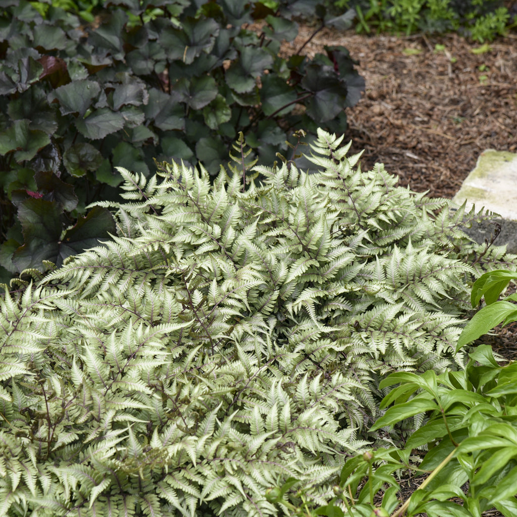 Fern GODZILLA athyrium Japanese Painted shade perennial = 1 Potted Garden Plant