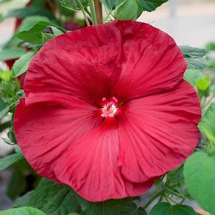 hibiscus HONEYMOON DEEP RED huge flowers compact hardy perennial = 1 Potted Garden Plant