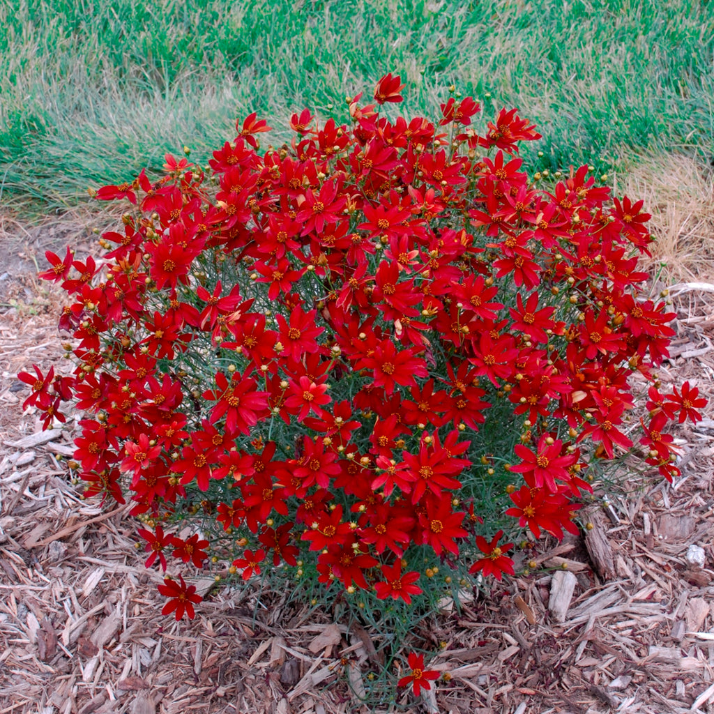 coreopsis HOT PAPRIKA verticillata threadleaf tickseed hardy perennial = 1 Potted Garden Plant