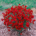 coreopsis HOT PAPRIKA verticillata threadleaf tickseed hardy perennial = 1 Potted Garden Plant