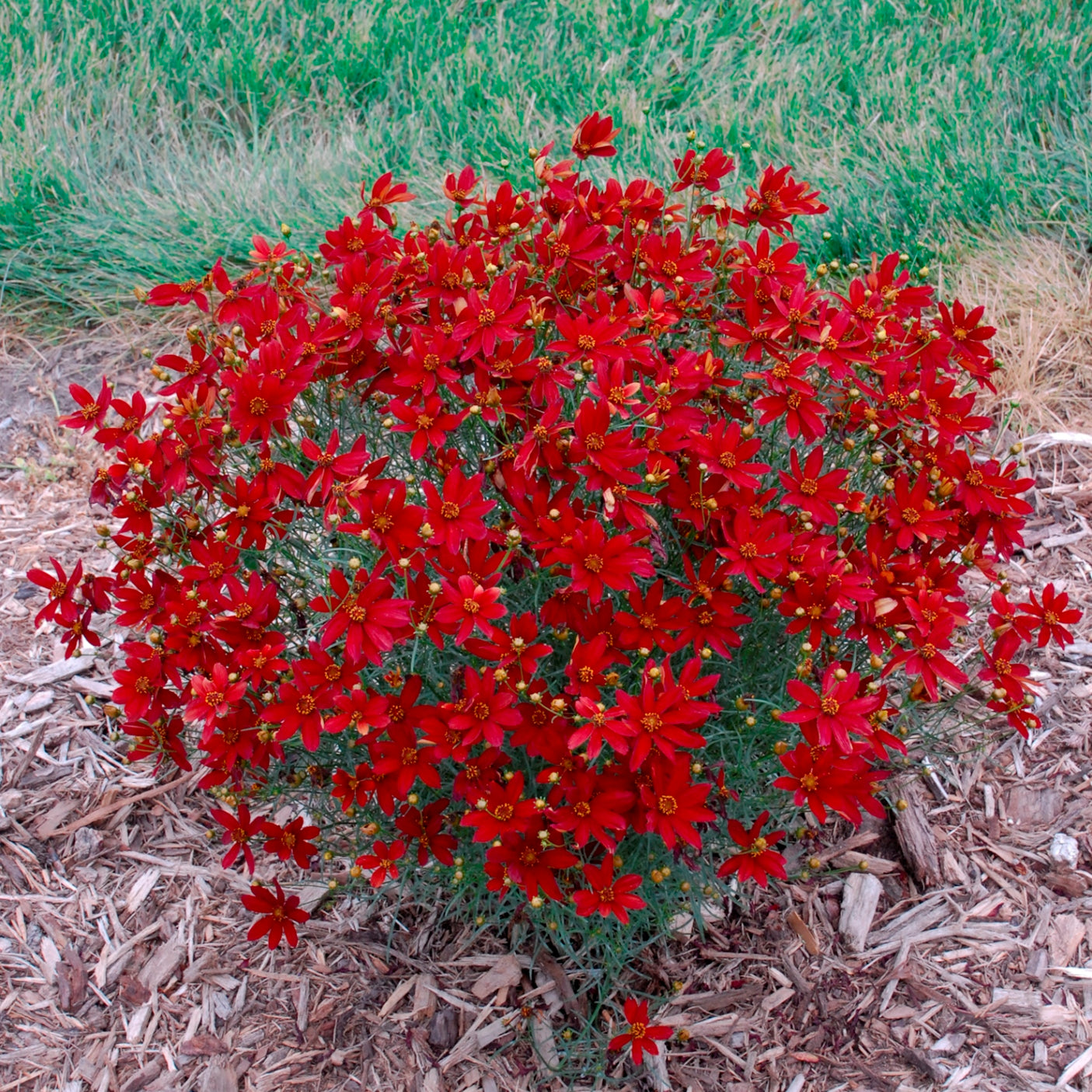 coreopsis HOT PAPRIKA verticillata threadleaf tickseed hardy perennial = 1 Potted Garden Plant