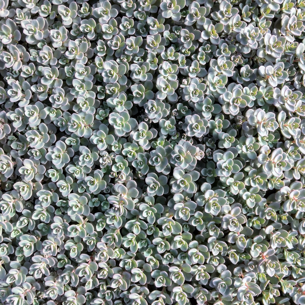 sedum ISLE OF SAKHALIN succulent drought tolerant hardy perennial = 1 Potted Garden Plant