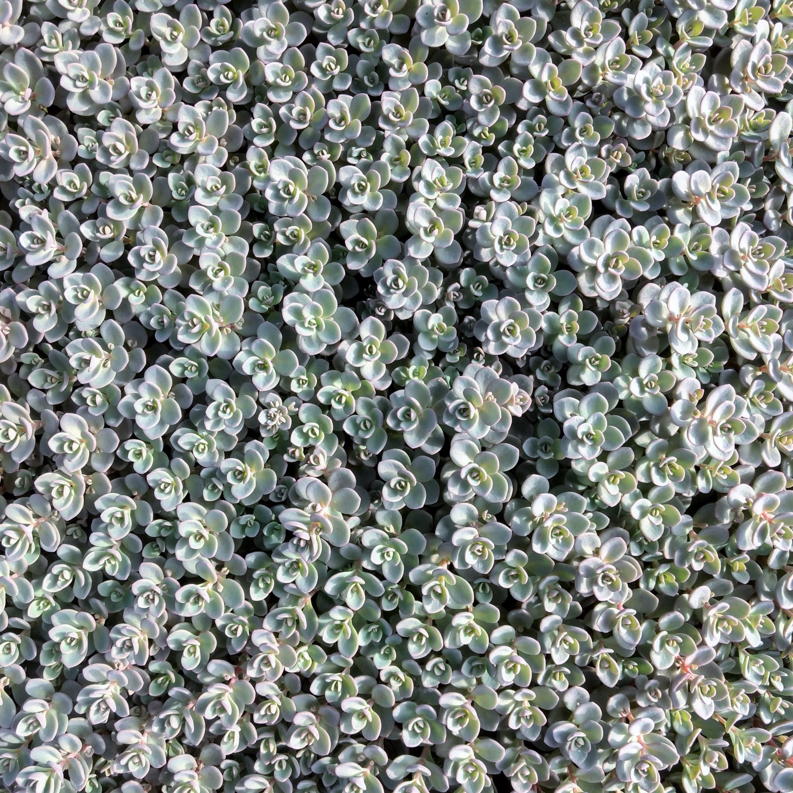 sedum ISLE OF SAKHALIN succulent drought tolerant hardy perennial = 1 Potted Garden Plant
