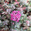 sedum ISLE OF SAKHALIN succulent drought tolerant hardy perennial = 1 Potted Garden Plant