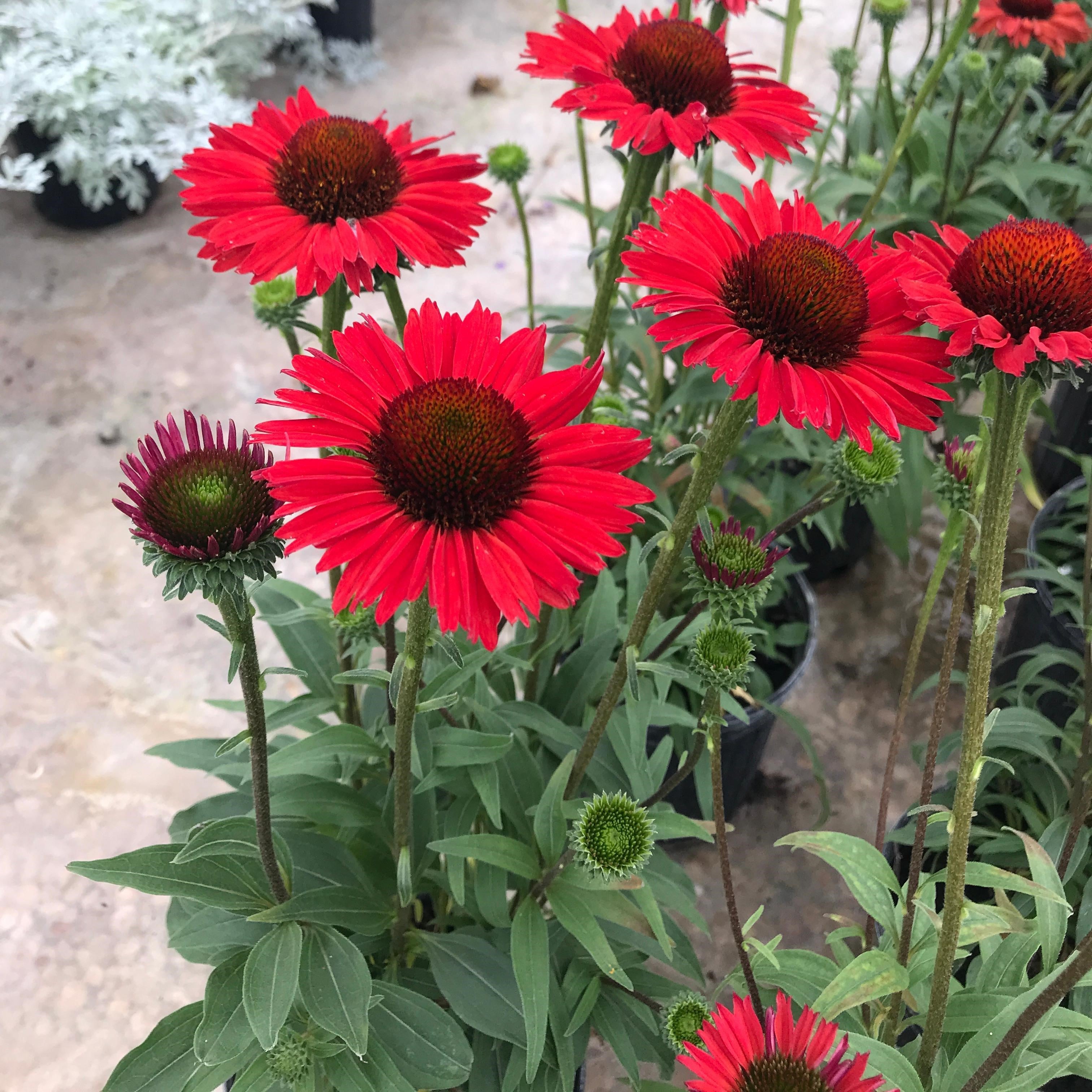 echinacea KISMET RED compact coneflower hardy sun perennial = 1 Potted Garden Plant