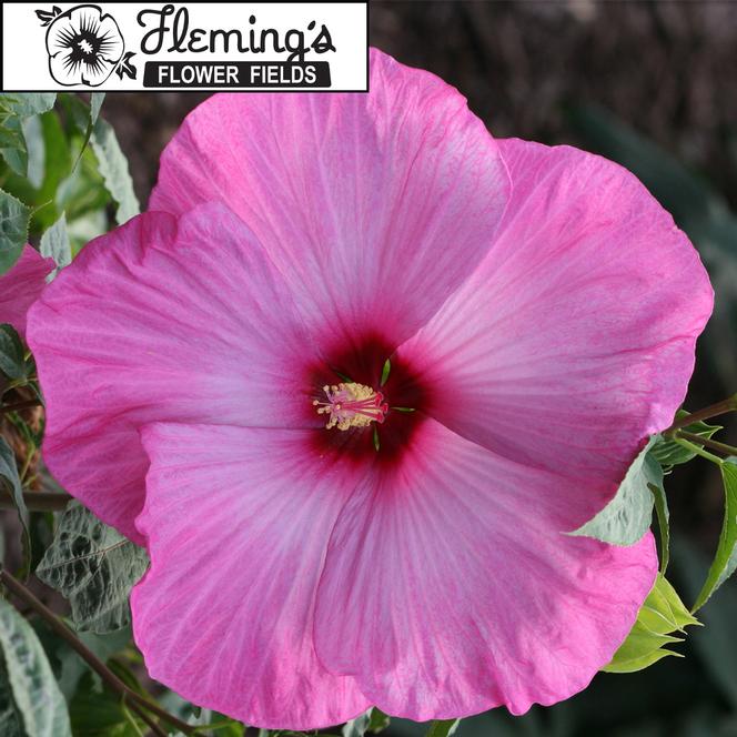 hibiscus LITTLE PRINCE huge luminescent lavender flowers hardy perennial = 1 Potted Garden Plant
