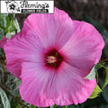 hibiscus LITTLE PRINCE huge luminescent lavender flowers hardy perennial = 1 Potted Garden Plant
