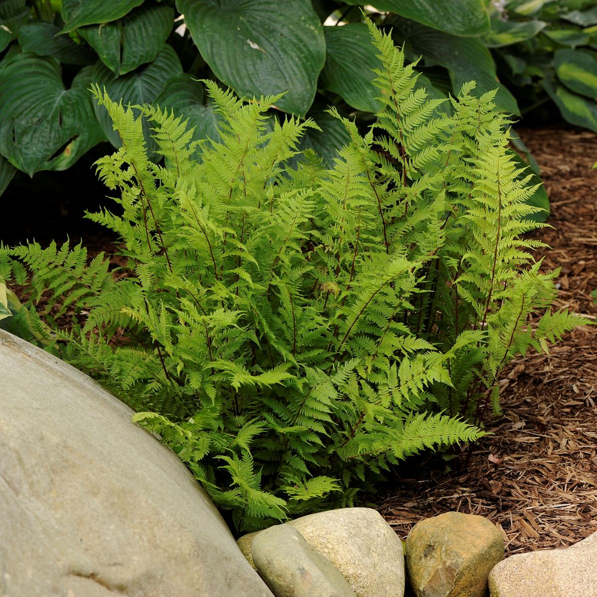 fern LADY IN RED Athyrium felix-forma shade hardy perennial = 1 Potted Garden Plant