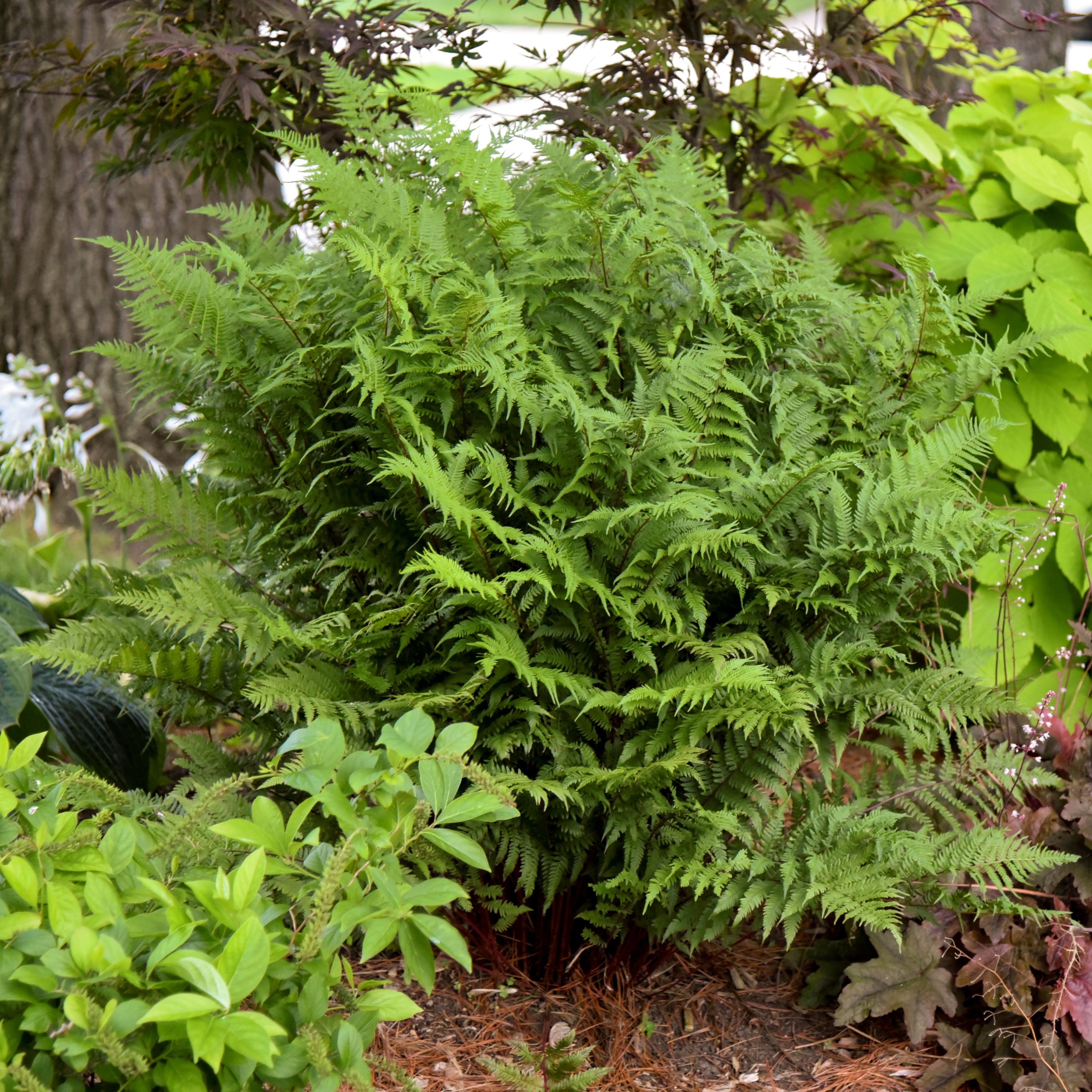 fern LADY IN RED Athyrium felix-forma shade hardy perennial = 1 Potted Garden Plant