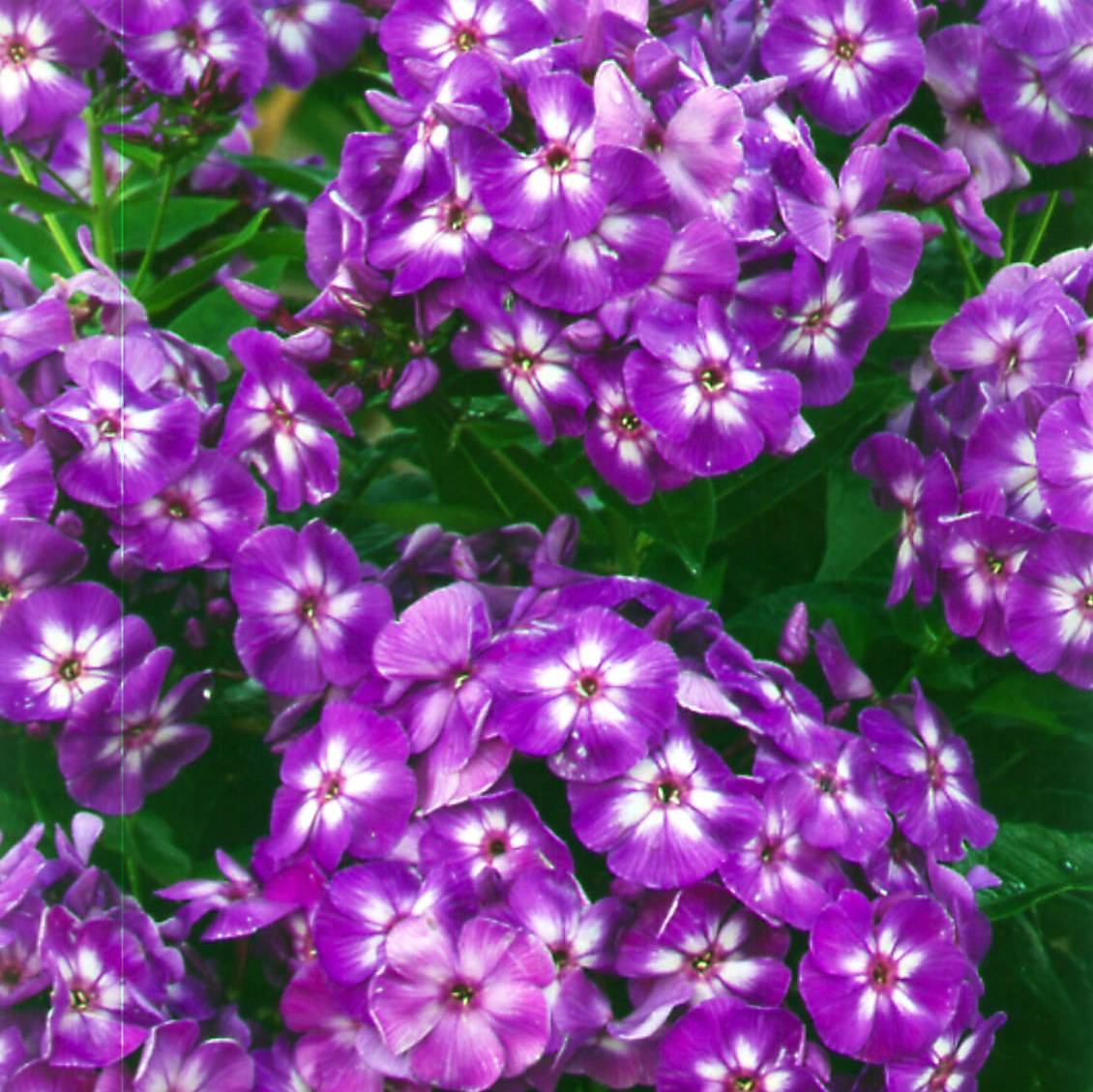 phlox LAURA paniculata tall flowers hardy perennial = 1 Potted Garden Plant