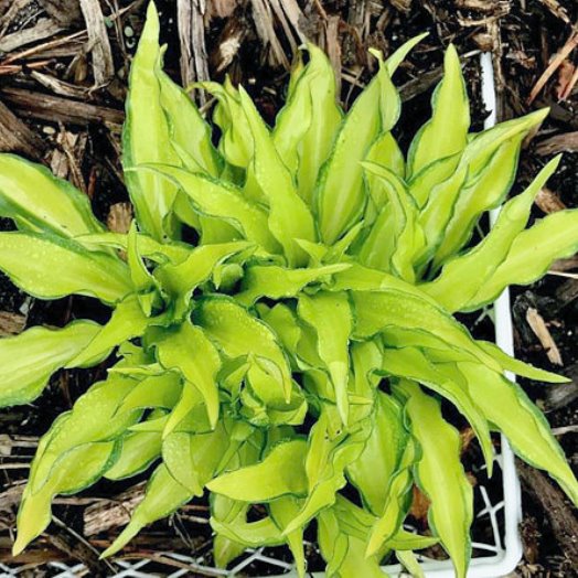 hosta LEMON ZINGER mini rare new shade perennial = 1 Potted Garden Plant