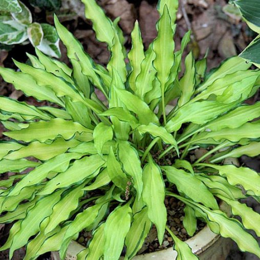 hosta LEMON ZINGER mini rare new shade perennial = 1 Potted Garden Plant