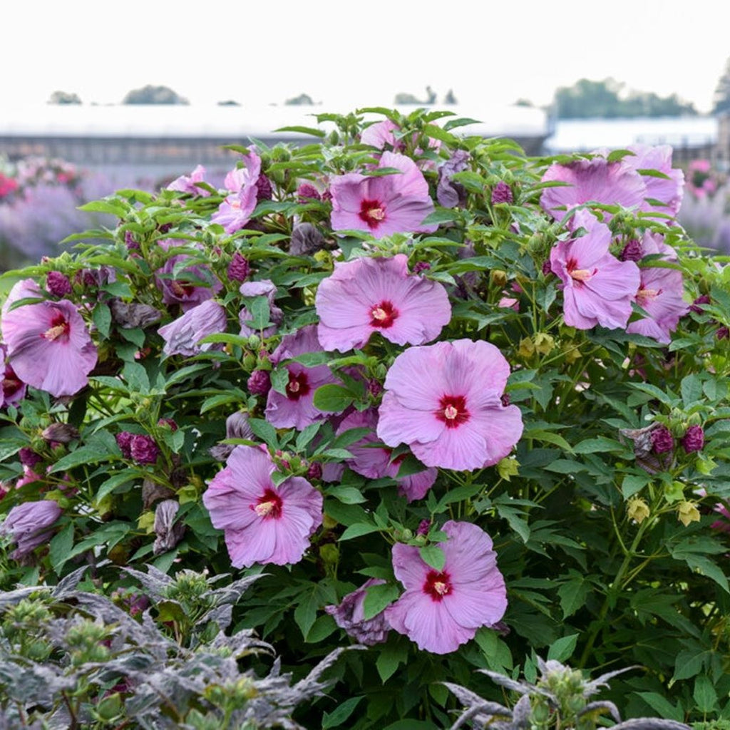 hibiscus LILAC CRUSH pink stunning lavender Proven Winners Summerific flowers shrub hardy perennial = 1 Potted Garden Plant