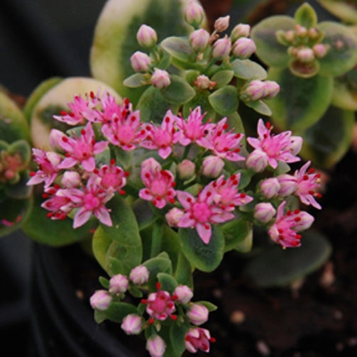 sedum LIME TWISTER succulent drought tolerant hardy perennial = 1 Potted Garden Plant