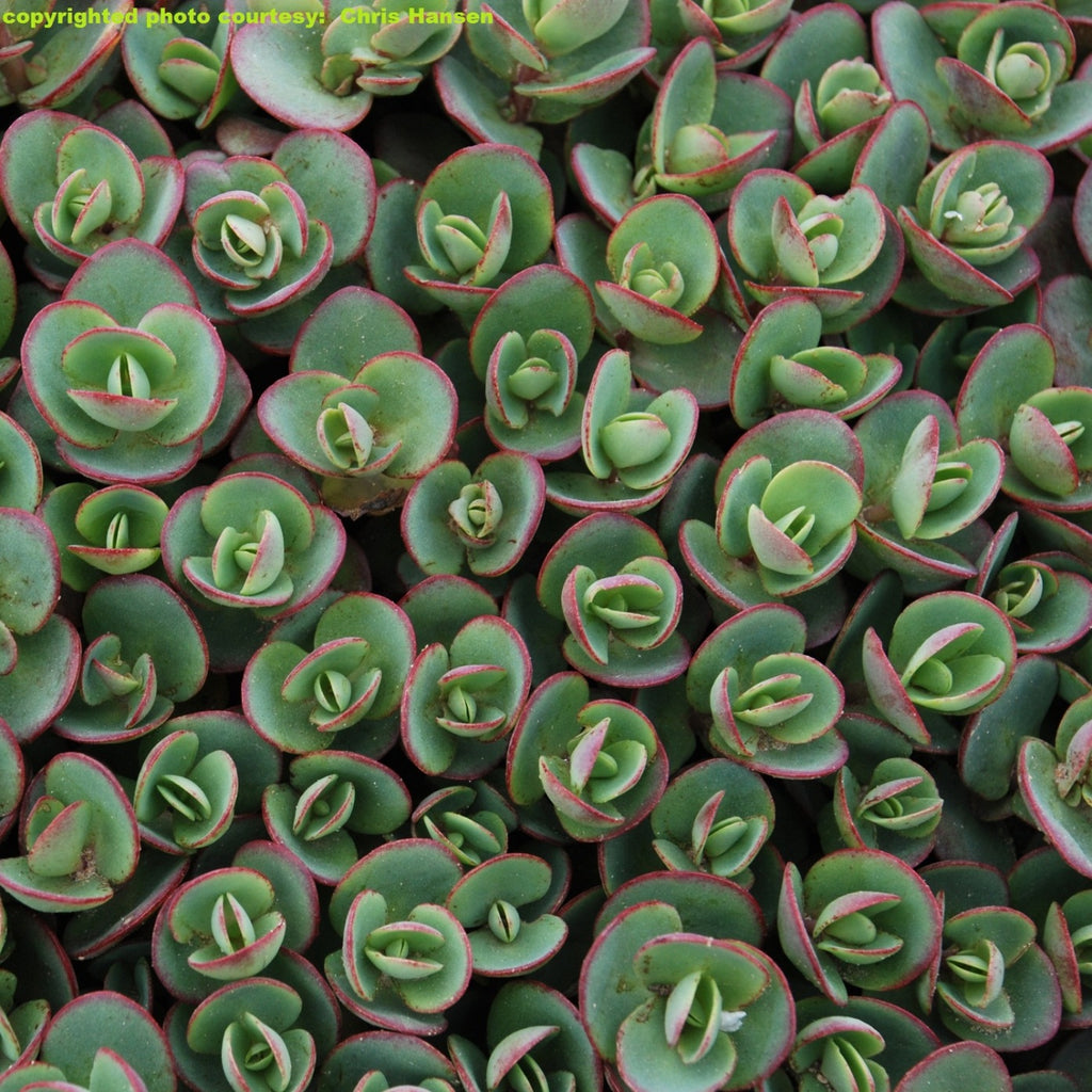 sedum LIME ZINGER succulent Sunsparkler drought tolerant hardy perennial = 1 Potted Garden Plant