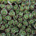 sedum LIME ZINGER succulent Sunsparkler drought tolerant hardy perennial = 1 Potted Garden Plant