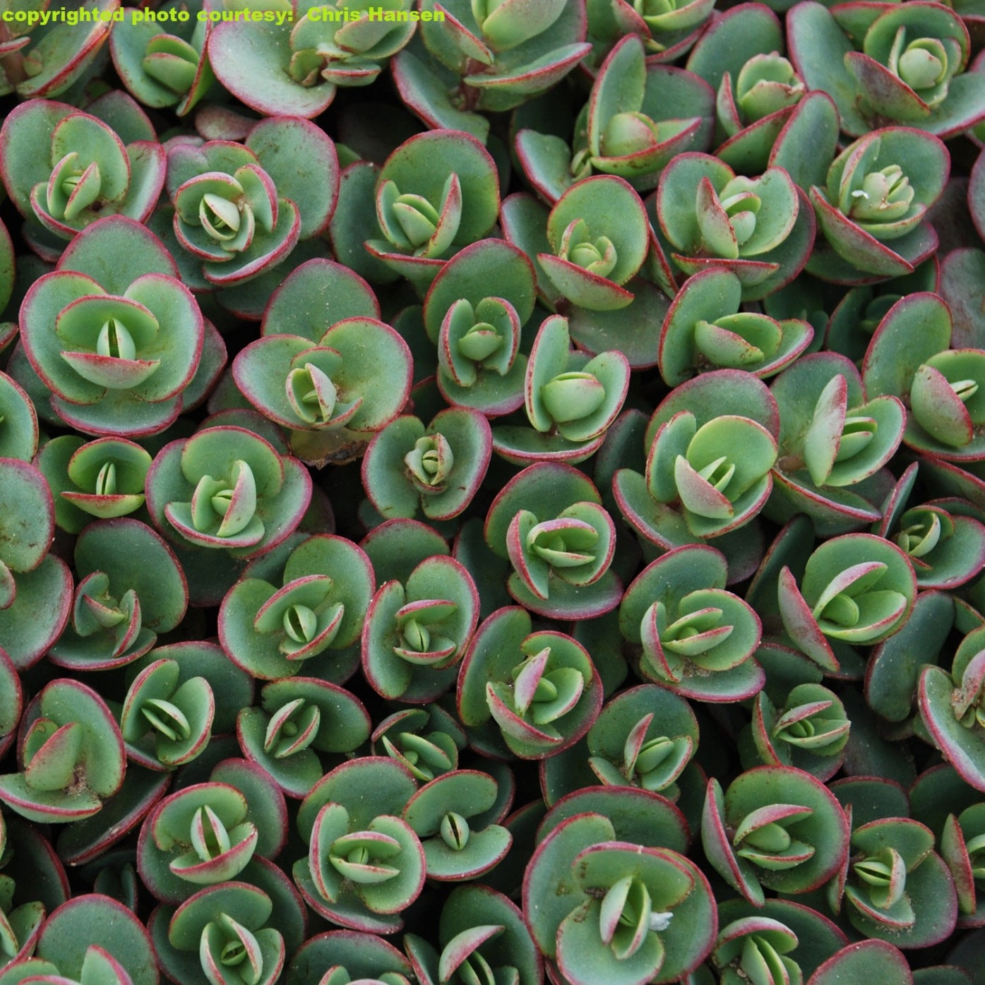 sedum LIME ZINGER succulent Sunsparkler drought tolerant hardy perennial = 1 Potted Garden Plant