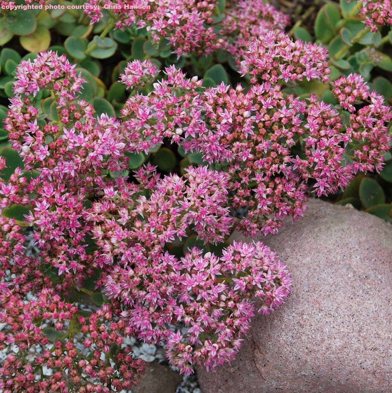 sedum LIME ZINGER succulent Sunsparkler drought tolerant hardy perennial = 1 Potted Garden Plant