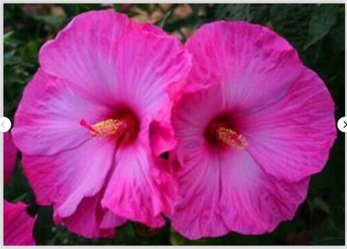 hibiscus LITTLE PRINCE huge luminescent lavender flowers hardy perennial = 1 Potted Garden Plant