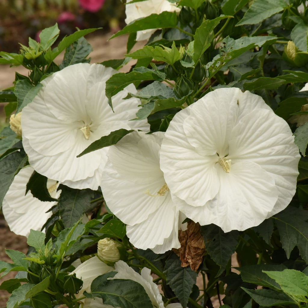 hibiscus MARSHMALLOW MOON huge white flowers hardy perennial = 1 Potted Garden Plant