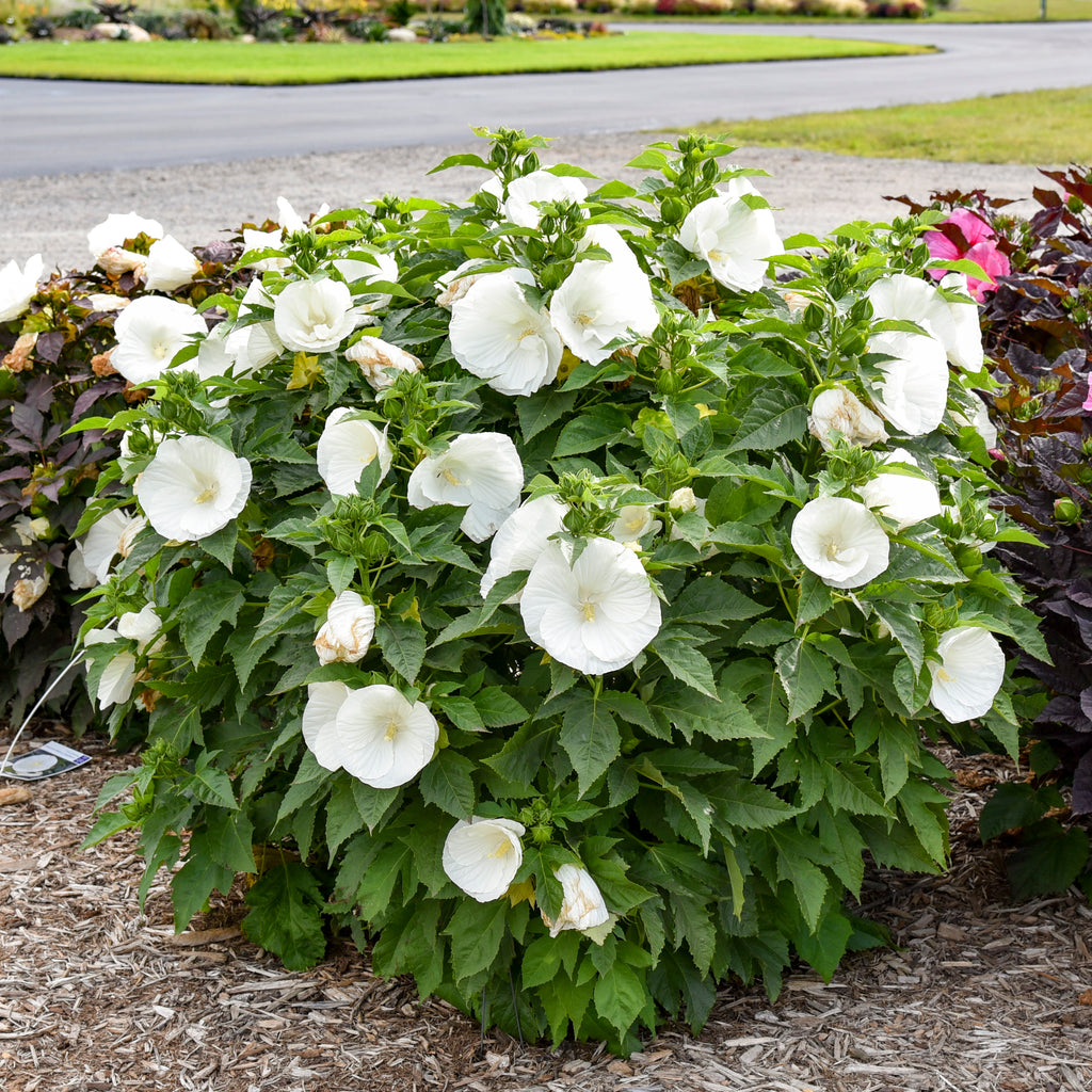 hibiscus MARSHMALLOW MOON huge white flowers hardy perennial = 1 Potted Garden Plant