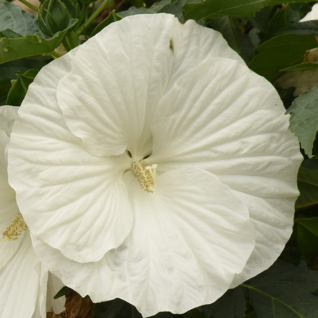 hibiscus MARSHMALLOW MOON huge white flowers hardy perennial = 1 Potted Garden Plant