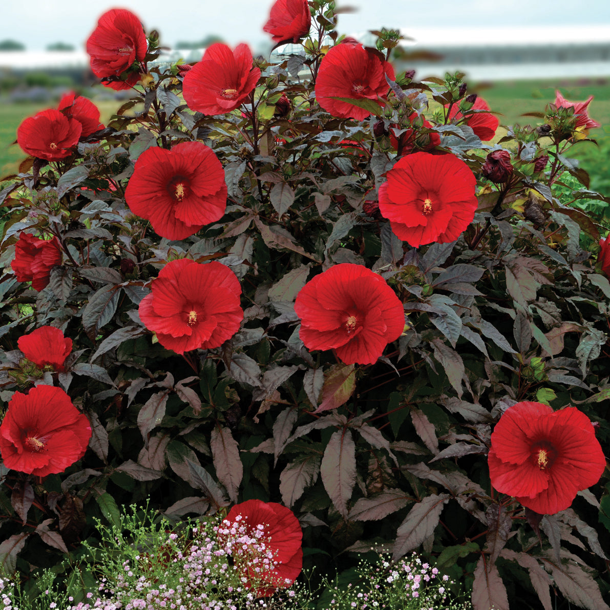 hibiscus MIDNIGHT MARVEL huge scarlet red flowers hardy perennial = 1 Potted Garden Plant