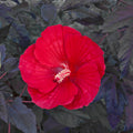 hibiscus MIDNIGHT MARVEL huge scarlet red flowers hardy perennial = 1 Potted Garden Plant
