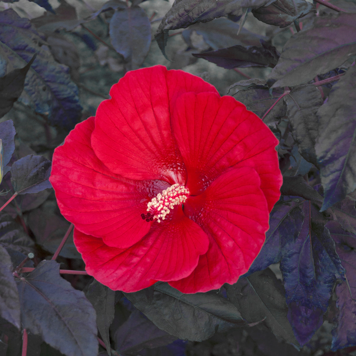 hibiscus MIDNIGHT MARVEL huge scarlet red flowers hardy perennial = 1 Potted Garden Plant