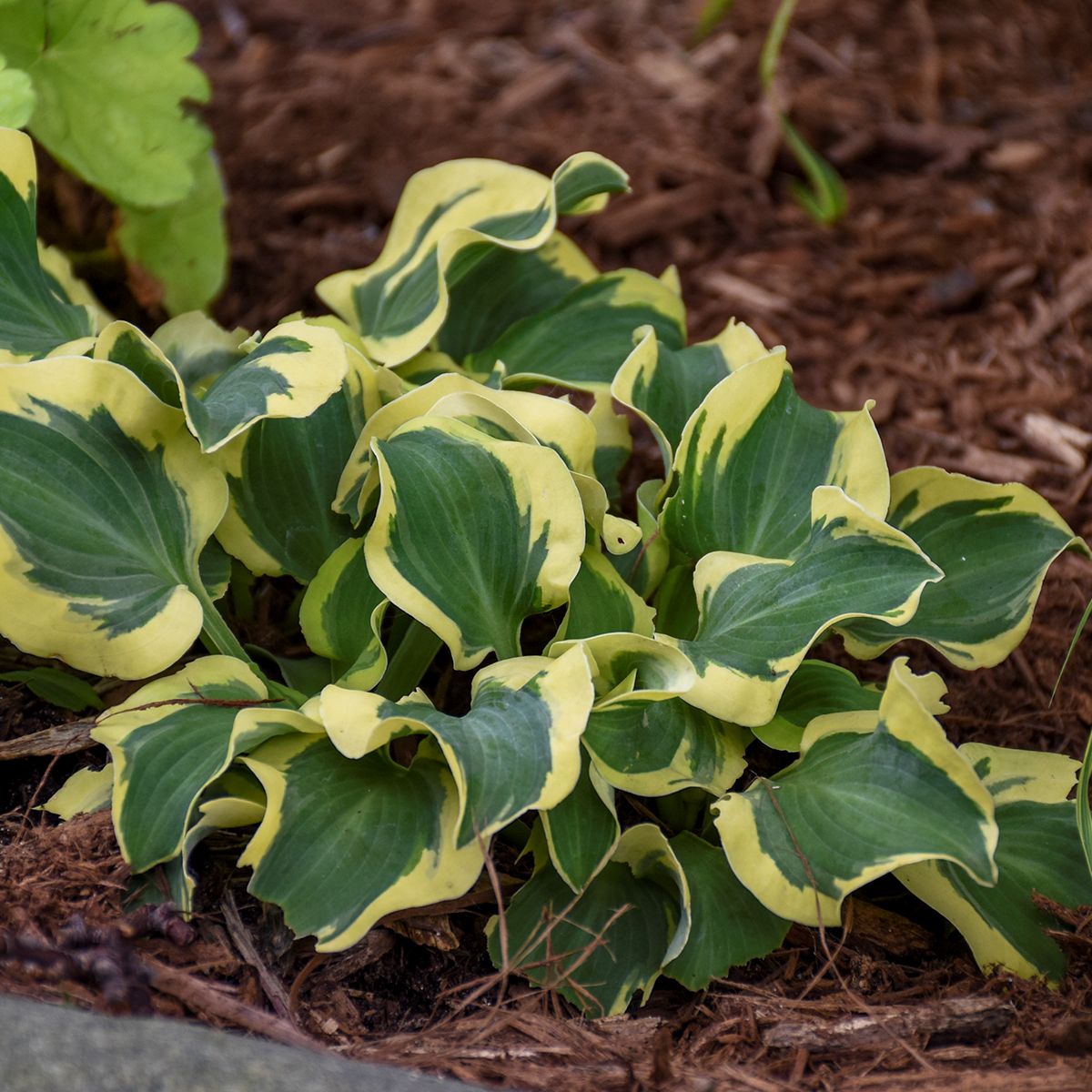 hosta MINI SKIRT mini rare new thick shade perennial = 1 Potted Garden Plant
