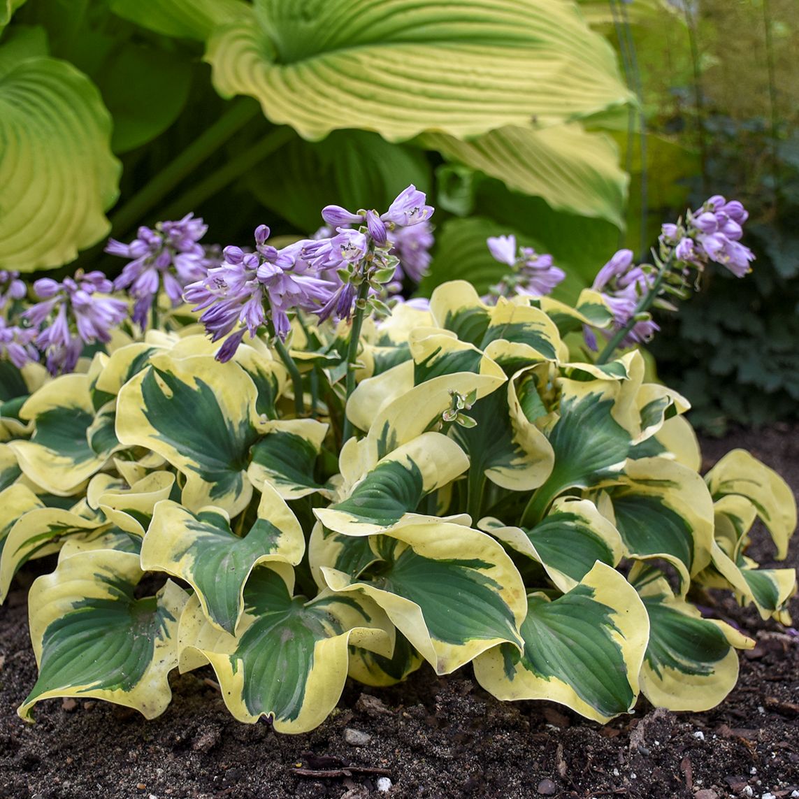 hosta MINI SKIRT mini rare new thick shade perennial = 1 Potted Garden Plant