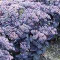 sedum MOJAVE JEWELS SAPPHIRE succulent drought tolerant hardy perennial = 1 Potted Garden Plant