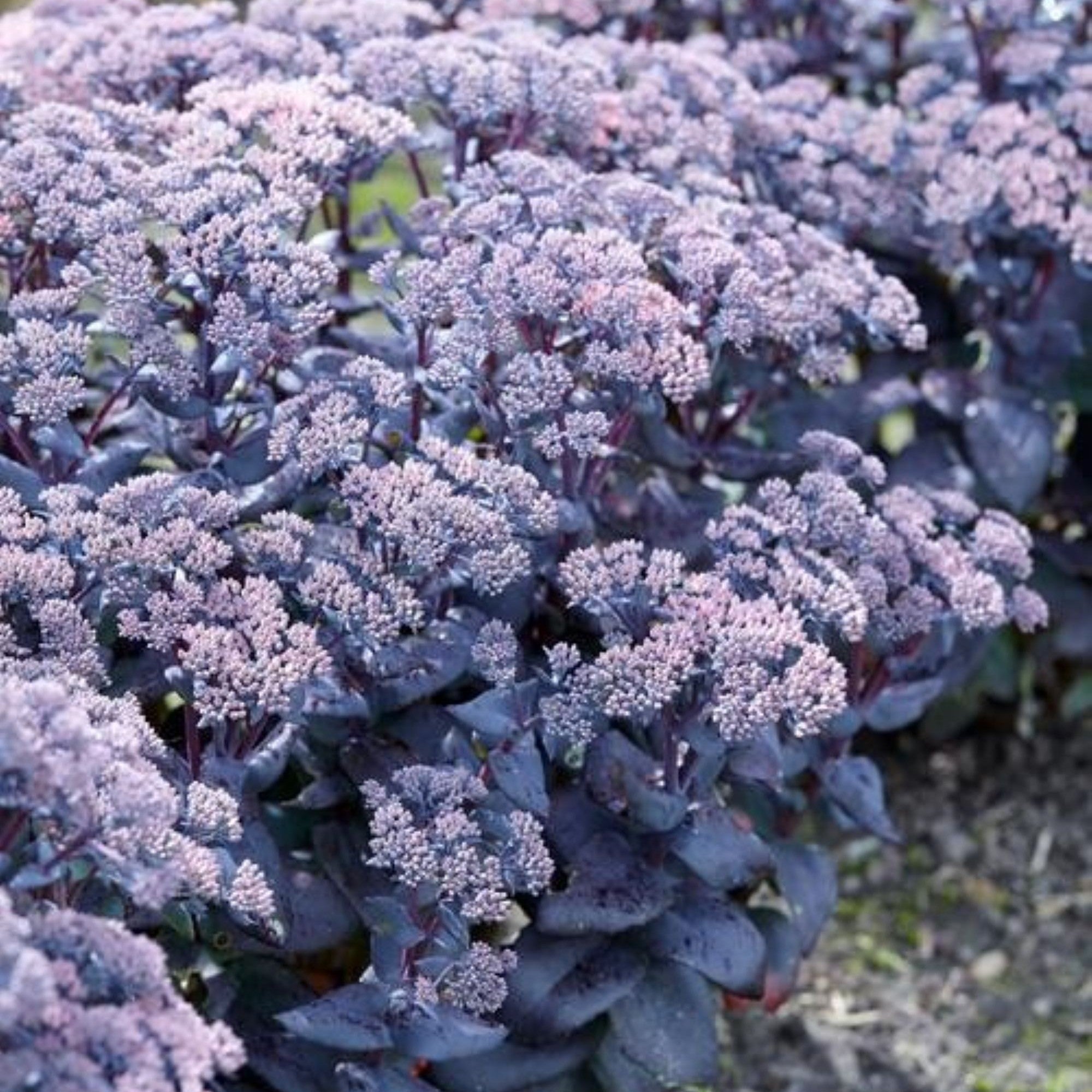 sedum MOJAVE JEWELS SAPPHIRE succulent drought tolerant hardy perennial = 1 Potted Garden Plant