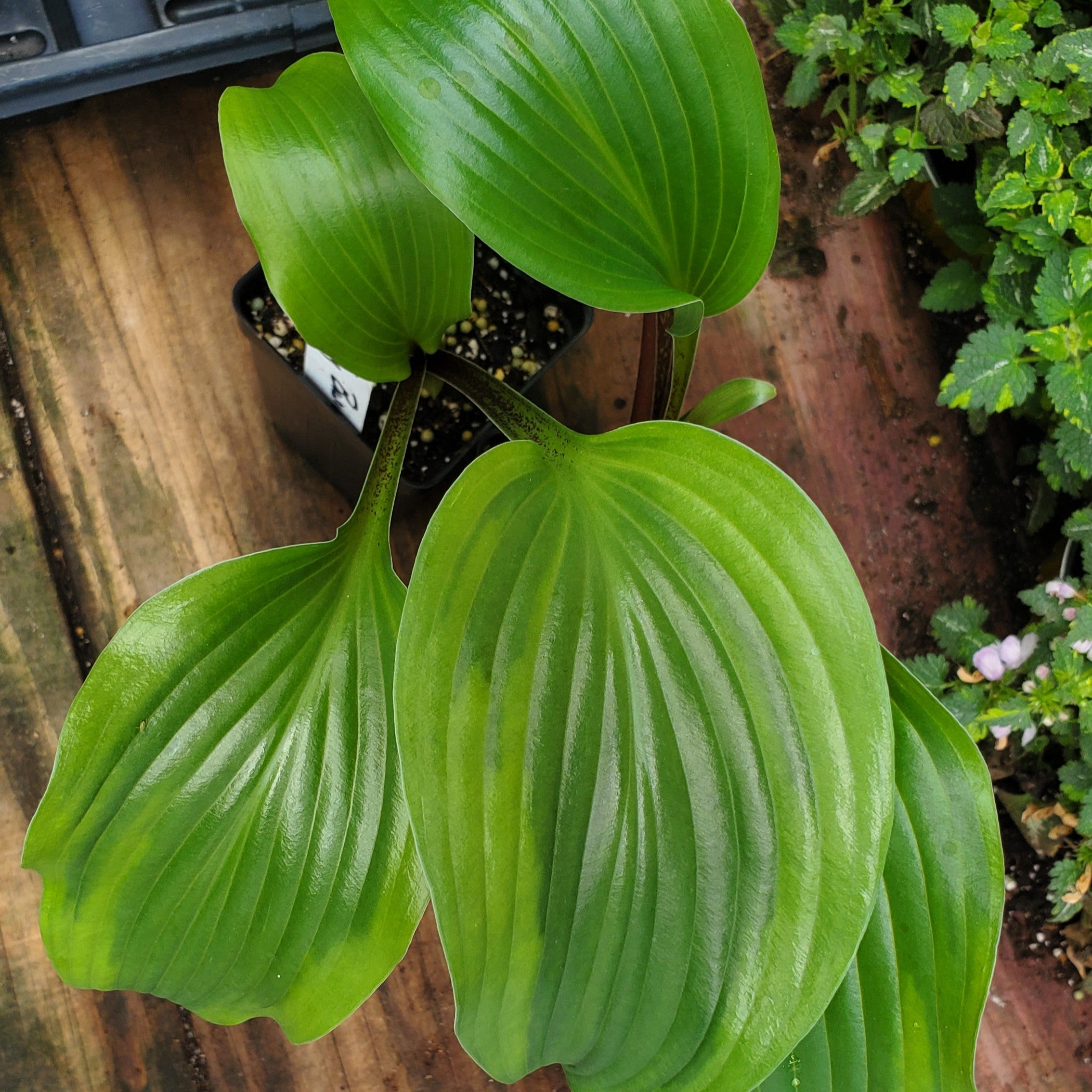 hosta MONKEY BUSINESS medium upright red rare shade perennial = 1 Potted Garden Plant