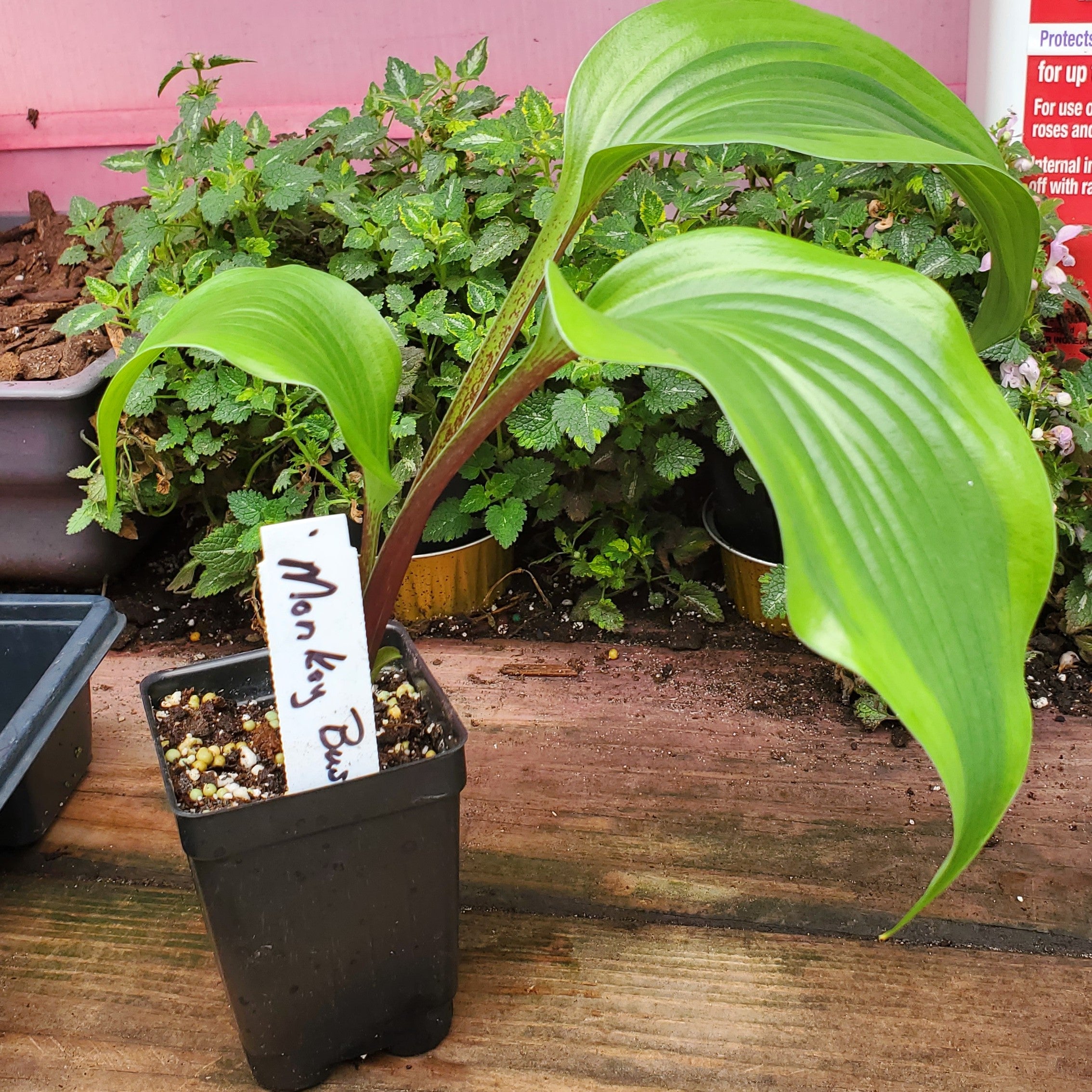 hosta MONKEY BUSINESS medium upright red rare shade perennial = 1 Potted Garden Plant