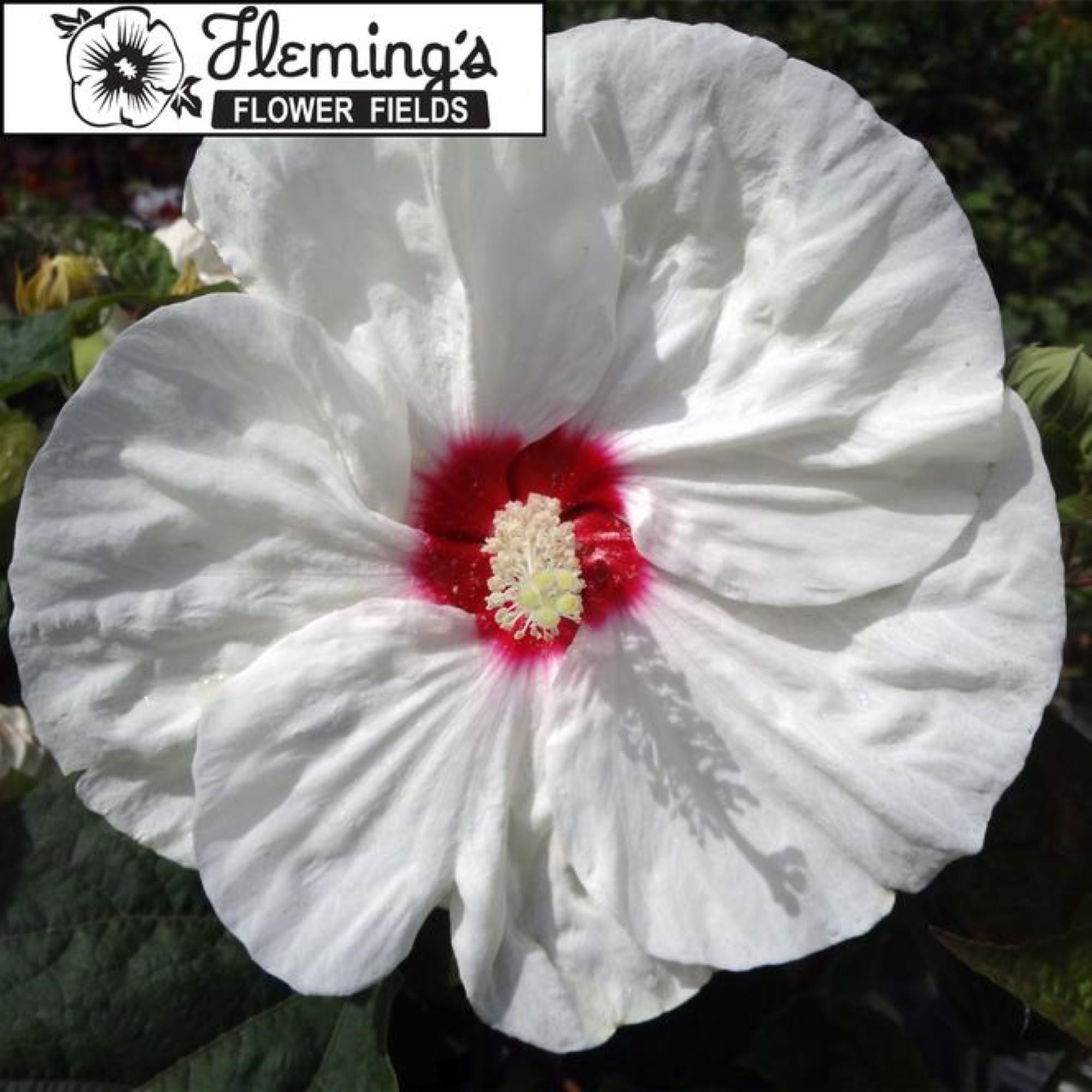 hibiscus NEW OLD YELLA huge creamy yellow flowers hardy perennial = 1 Potted Garden Plant
