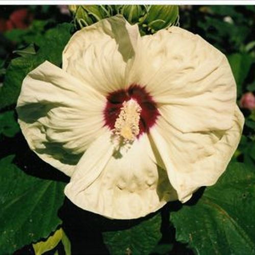 hibiscus NEW OLD YELLA huge creamy yellow flowers hardy perennial = 1 Potted Garden Plant