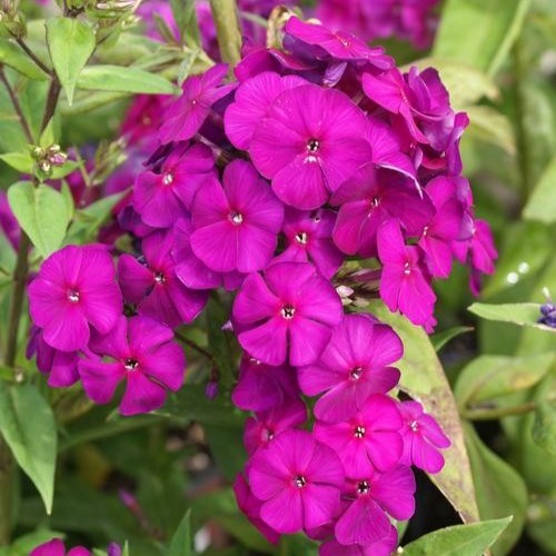 Phlox NICKY paniculata tall flowers hardy perennial = 1 Potted Garden Plant