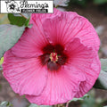hibiscus PLUM CRAZY huge purple flowers hardy perennial = 1 Potted Garden Plant