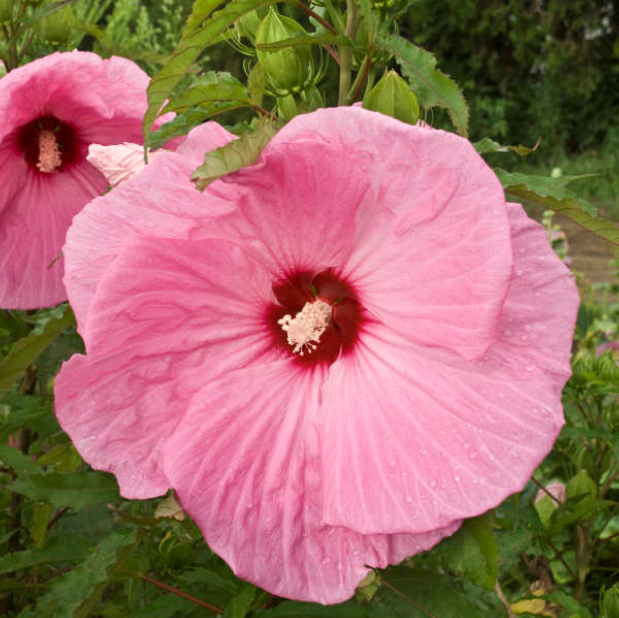 hibiscus PARTY FAVOR huge glossy pink flowers hardy perennial = 1 Potted Garden Plant