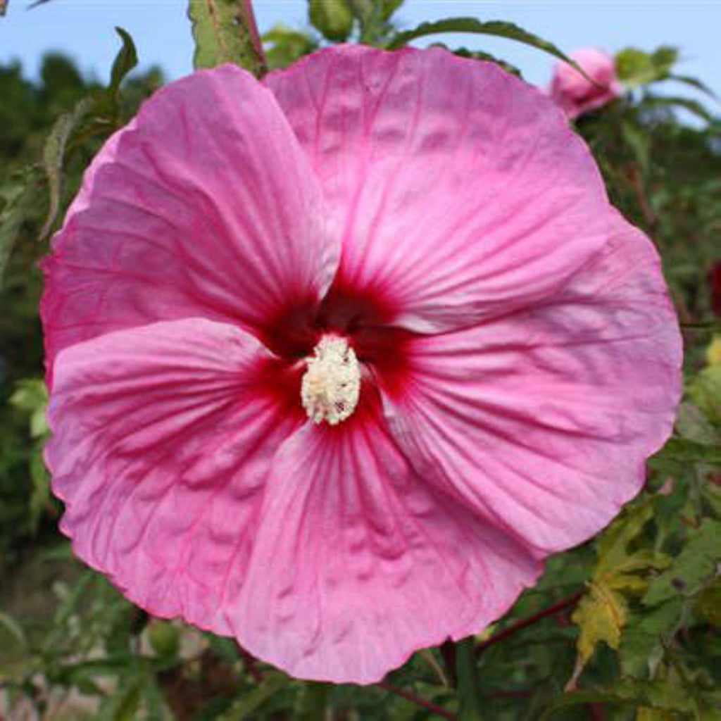 hibiscus PARTY FAVOR huge glossy pink flowers hardy perennial = 1 Potted Garden Plant