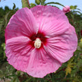 hibiscus PARTY FAVOR huge glossy pink flowers hardy perennial = 1 Potted Garden Plant
